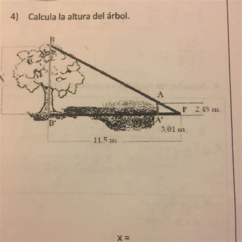 Calcula La Altura Del Rbol Alumnos Planeaciondidactica Cucea Udg Mx