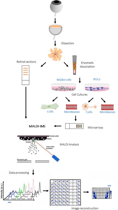 Lipidomics Work Flow Scheme Followed To Identify The Lipid Signature Download Scientific