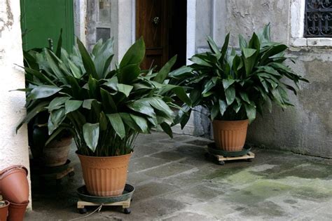 Plantas Para La Entrada De La Casa