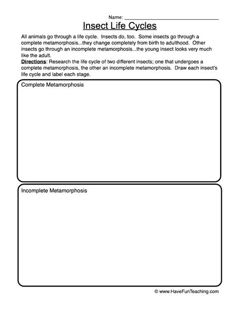 Insect Life Cycles Worksheet by Teach Simple