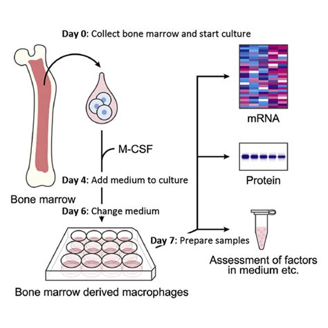 Preparation And Culture Of Bone Marrow Derived Macrophages From Mice