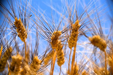 Obtuvieron Productores Del Valle De Mexicali Y SLRC 5 170 Toneladas De