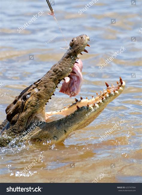 Saltwater Crocodile Adelaide River Kakadu National Stock Photo ...