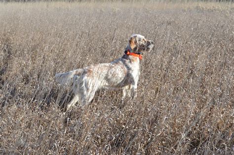 Ryman Setters The Ryman Type Hunting English Setter