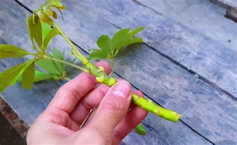 Umbrella Plant Care And Propagation Tips Flowersprofy