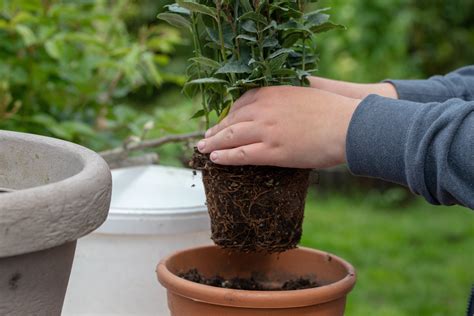 Como plantar louro através do galho em vaso cuidados e mais