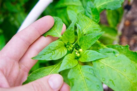 Growing Poblano Peppers From Seed To Harvest