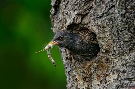 Common Starling Nest