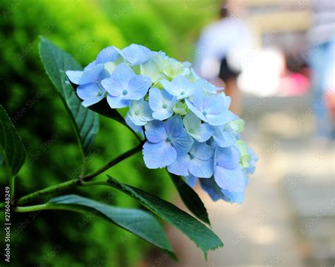 Hydrangea Suguk Festival In Taejongsa Buddhist Temple Taejongdae