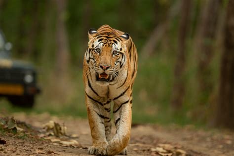 Best Tiger Safari India Tours Book Wildlife Safari In 2024