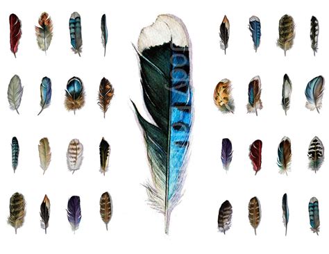 several different colored feathers arranged in rows on a white ...