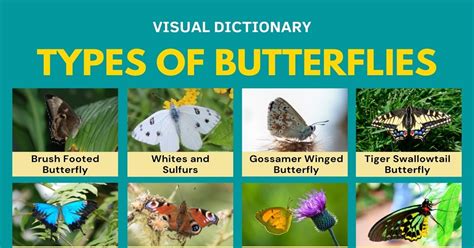 Types Of Butterflies 30 Types Of Butterflies And Their