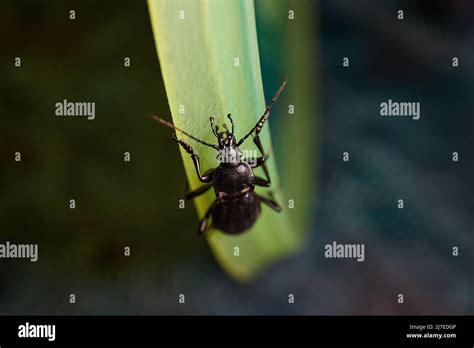 Wingless Beetle Hi Res Stock Photography And Images Alamy