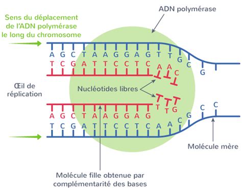 La R Plication De L Adn Re Cours Svt Kartable