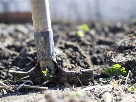 Cómo preparar la tierra para sembrar Succulent Avenue