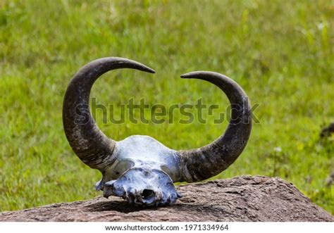 Skull Horns Wild Gaur Bos Gaurus Stock Photo 1971334964 | Shutterstock