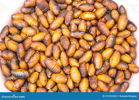 Chrysalis Silkworm On Silk Worm Cocoon Royalty-Free Stock Photography ...