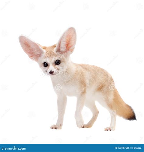 Pretty Fennec Fox Isolated On White Background Stock Image Image Of