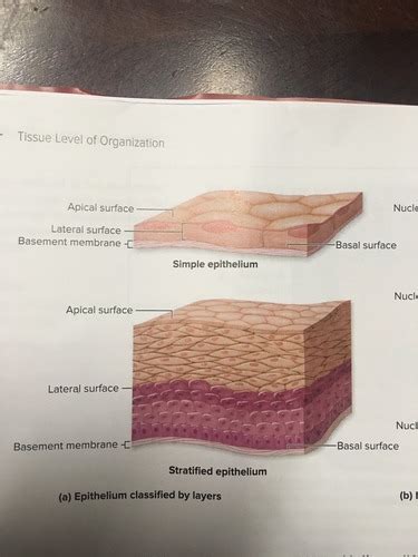 Chapter Tissue Level Of Organization Flashcards Quizlet