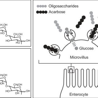 Acarbose mechanism of action: competitive inhibition of the intestinal ...