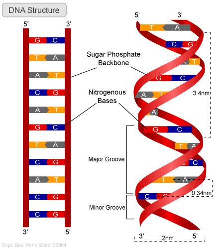 Describe Watson And Crick Model Of Dna With Diagram 4. Give