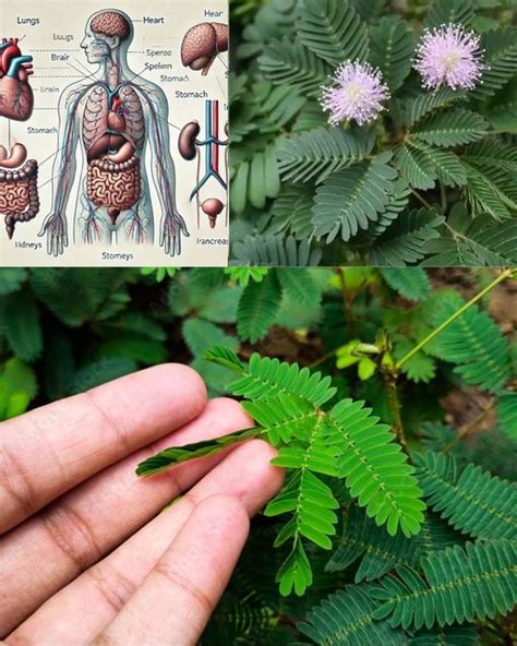 The Healing Power Of Mimosa Pudica 10 Health Benefits And How To Use