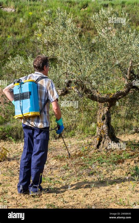 Farmer Spraying Herbicide In A Field Of Olive Trees Stock Photo Alamy