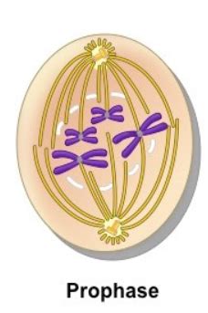 Cell Cycle Flashcards Quizlet