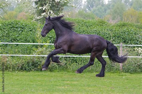 side view of a beautiful horse running free Stock Photo | Adobe Stock