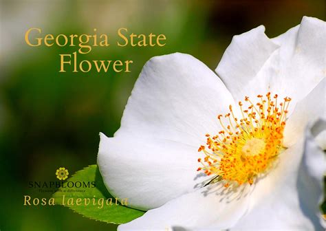 Georgia State Flower