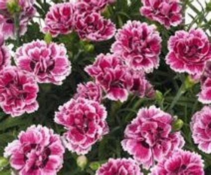 Dianthus Sunflor Esta Pinks Perennial Garden Plug Plants Pack X6