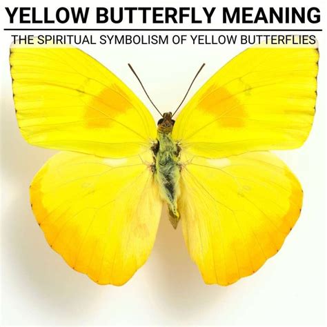 Spiritual Meaning Of Yellow Butterflies Unlocking Mysteries Yellow