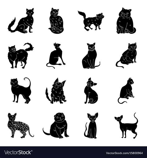 Black Cat Breeds Atelier Yuwa Ciao Jp