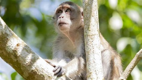 Habitat Kawanan Monyet Yang Turun Ke Permukiman Di Bandung Diduga