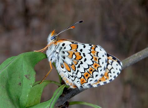 Fotos Gratis Naturaleza Rama Hoja Flor Fauna Silvestre Patr N