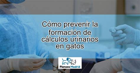 C Mo Prevenir La Formaci N De C Lculos Urinarios En Gatos Actualizado