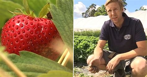 Jordgubbskrisen Närodlade gubbar bristvara till midsommar SVT Nyheter