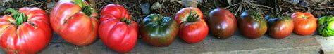 Tomatoes: Late Season Harvest and Storage Techniques – Botanical Interests