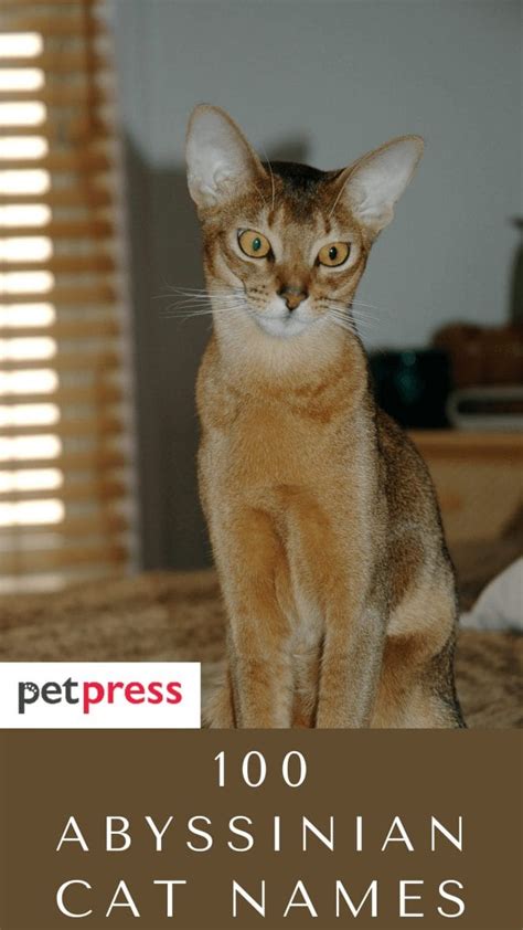 100 Popular Abyssinian Cat Names For Male And Female Abyssinian Cats