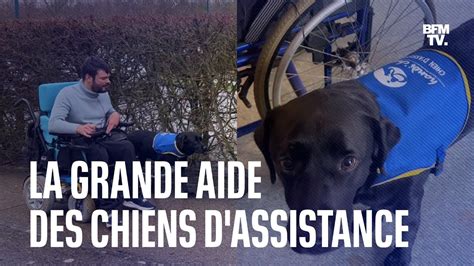 Voici Comment Les Chiens Dassistance Viennent En Aide Aux Personnes En