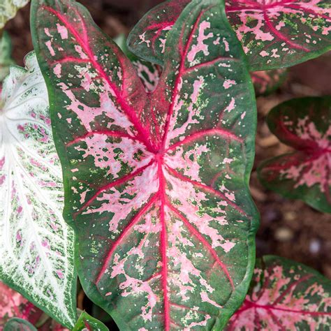 Perennial Caladiums For Your Zone 9 Garden SC Garden Guru