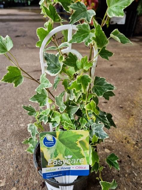 Hedera English Ivy Variegated Hello Hello Plants