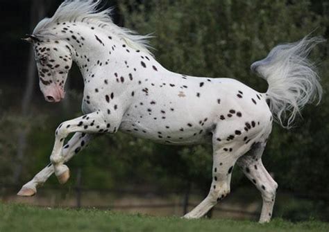 Top 100 Best Appaloosa Horse Names For Any Taste - PetPress