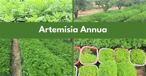 Artemisia annua Einjähriger Beifuß Informationen