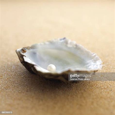 116 Pearl Inside Oyster Shell Stock Photos High Res Pictures And