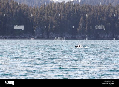 Orcas in the Resurrection Bay, Orcinus orca, Kenai Peninsula, Alaska ...