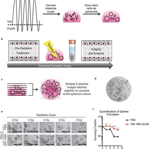 Spheroid Formation Assay To Identify Gi Radioprotectors Schematic Download Scientific Diagram