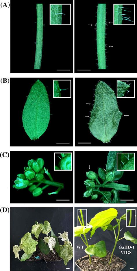 Phenotypes Of Ghhd Overexpressing Arabidopsis Ler And Transient Gene