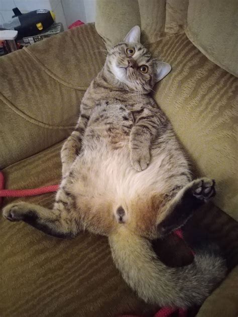 Семенники у кота - картинки и фото koshka.top