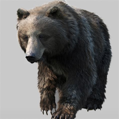 bear standard pack rig character model turbosquid